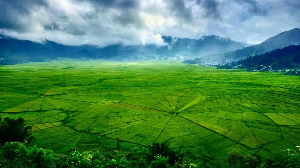 Spiderweb Rice Fields