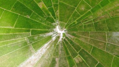 Spider Web Rice Fields