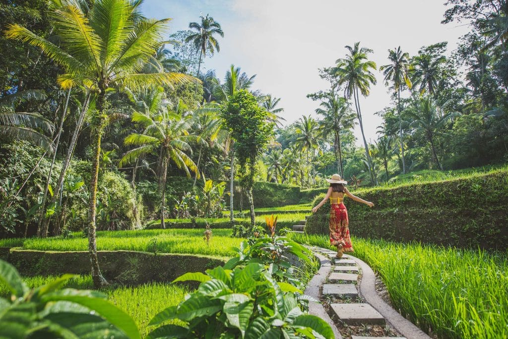 Strolling around the rice fields