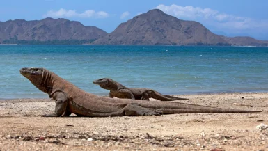 Komodo island animals