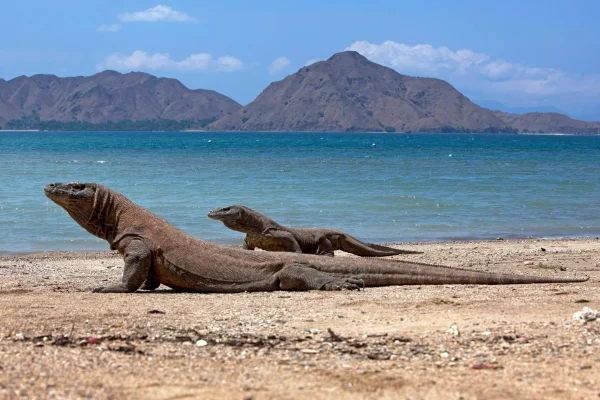 Komodo island animals