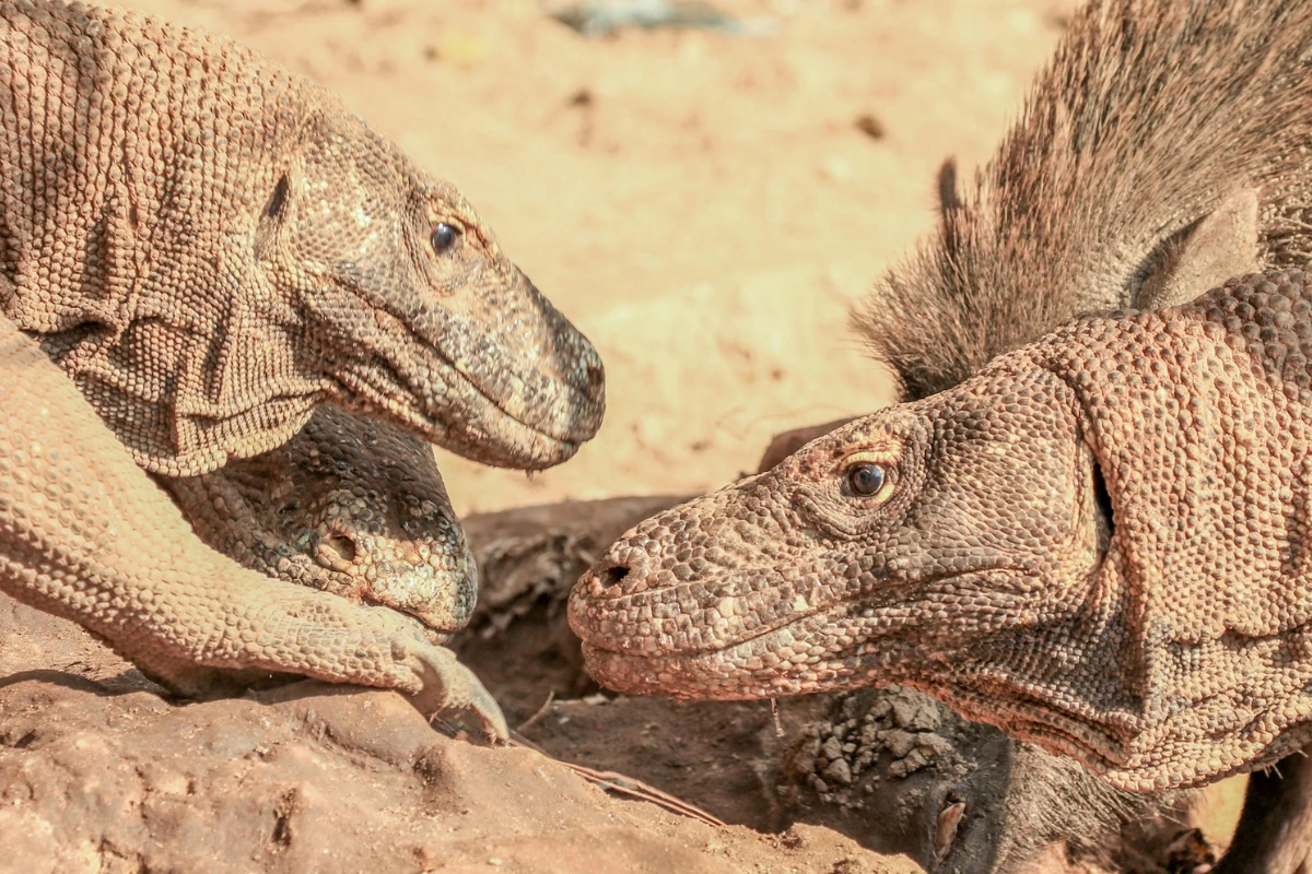 Komodo dragon facts you must know