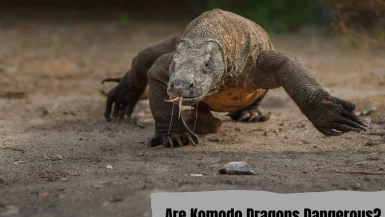 Are Komodo dragons dangerous