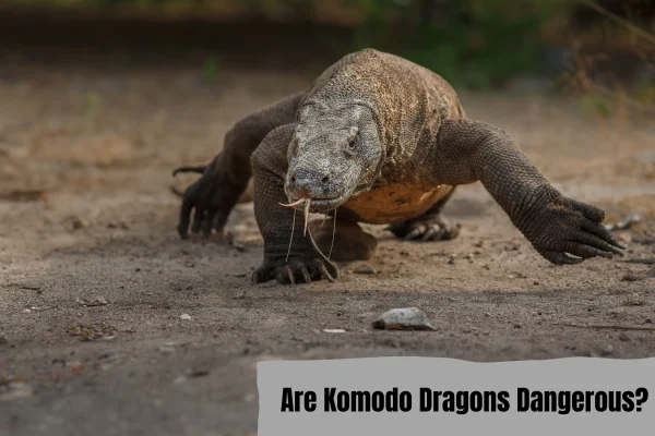 Are Komodo dragons dangerous