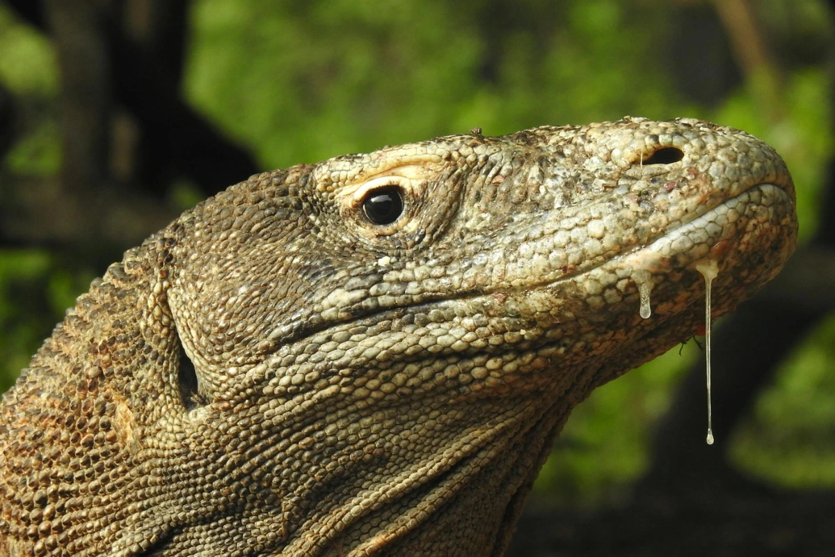 Komodo dragon physical traits