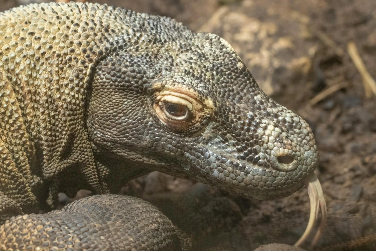 Komodo dragon animal