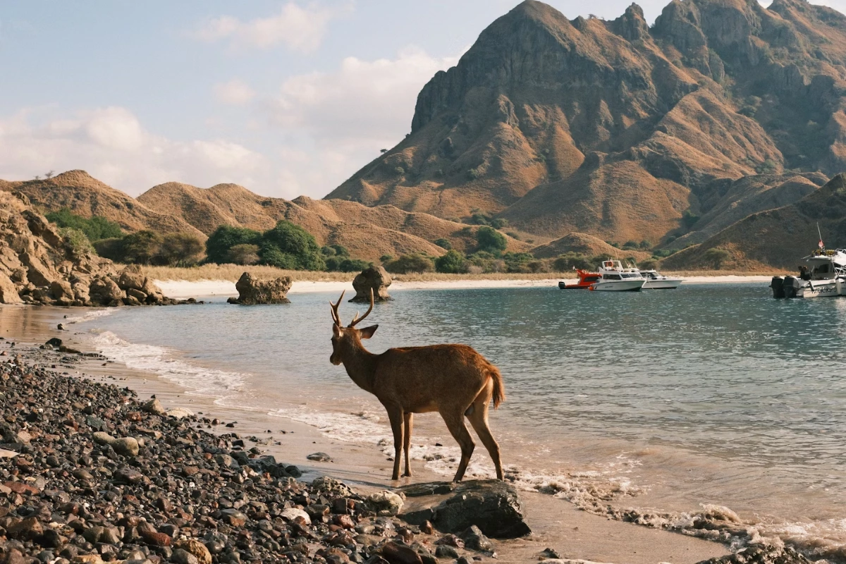 cultural attractions in East Nusa Tenggara