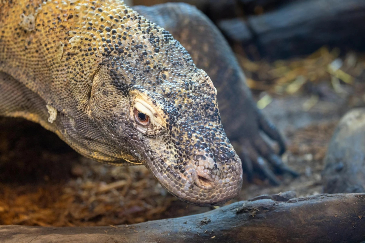 Komodo dragon fun facts