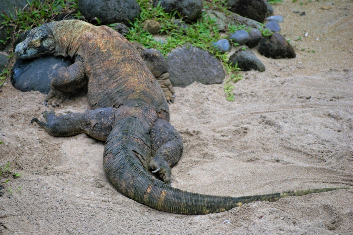 Komodo dragon size