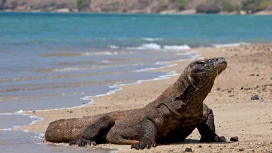 Komodo Dragon facts