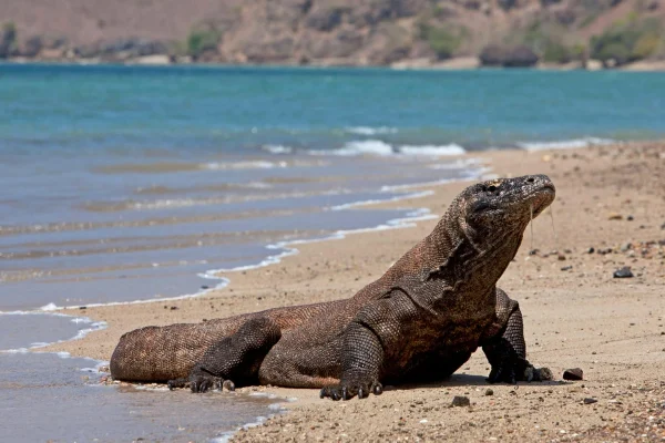 Komodo Dragon facts