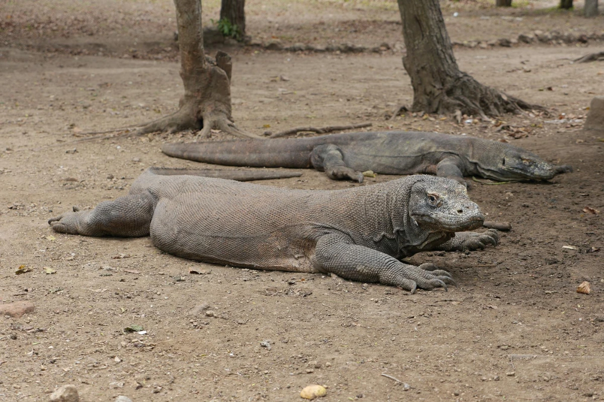 Komodo dragon fascinating facts