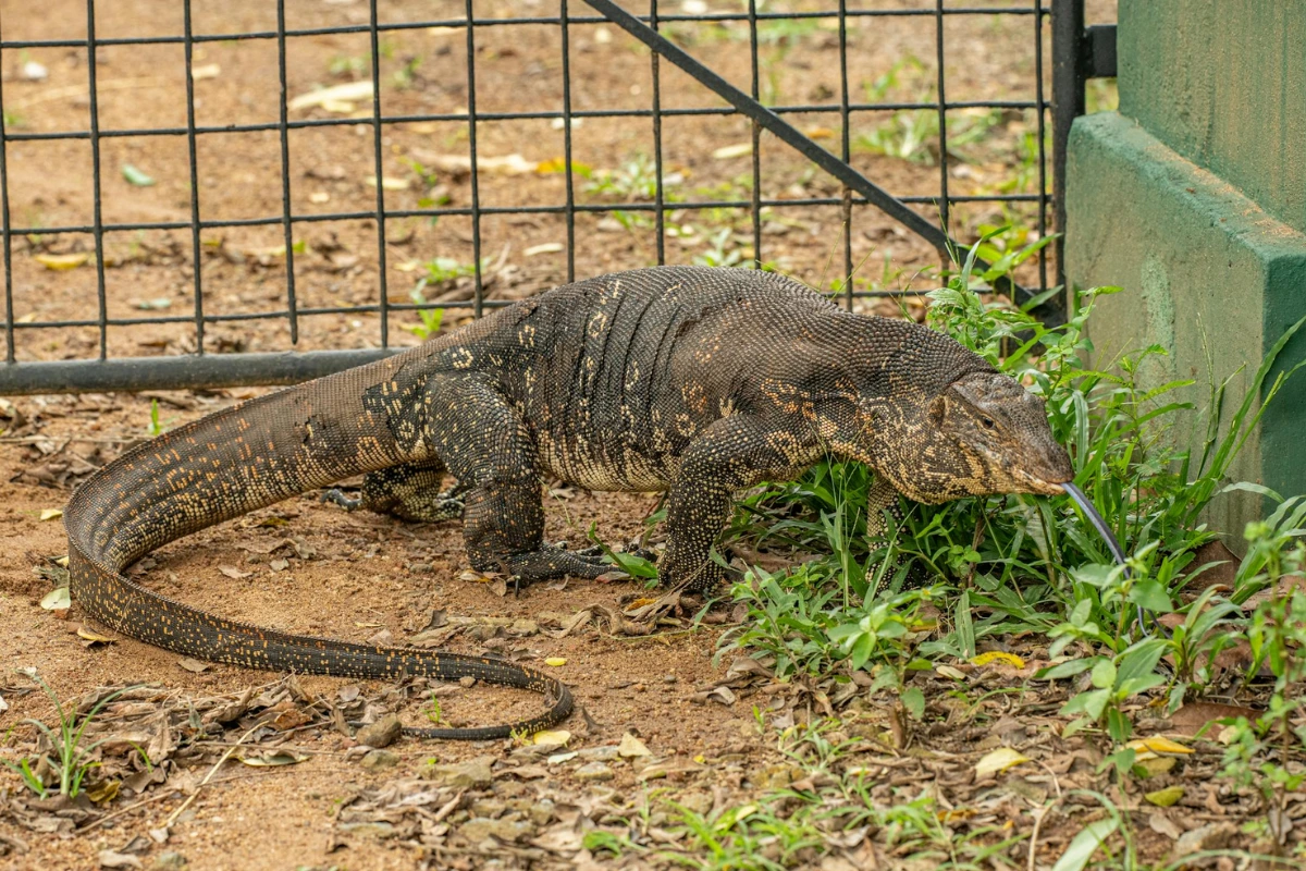 origin of the Komodo dragon