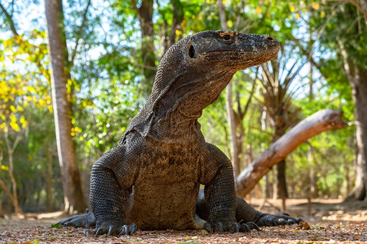 Where the Komodo dragon lives