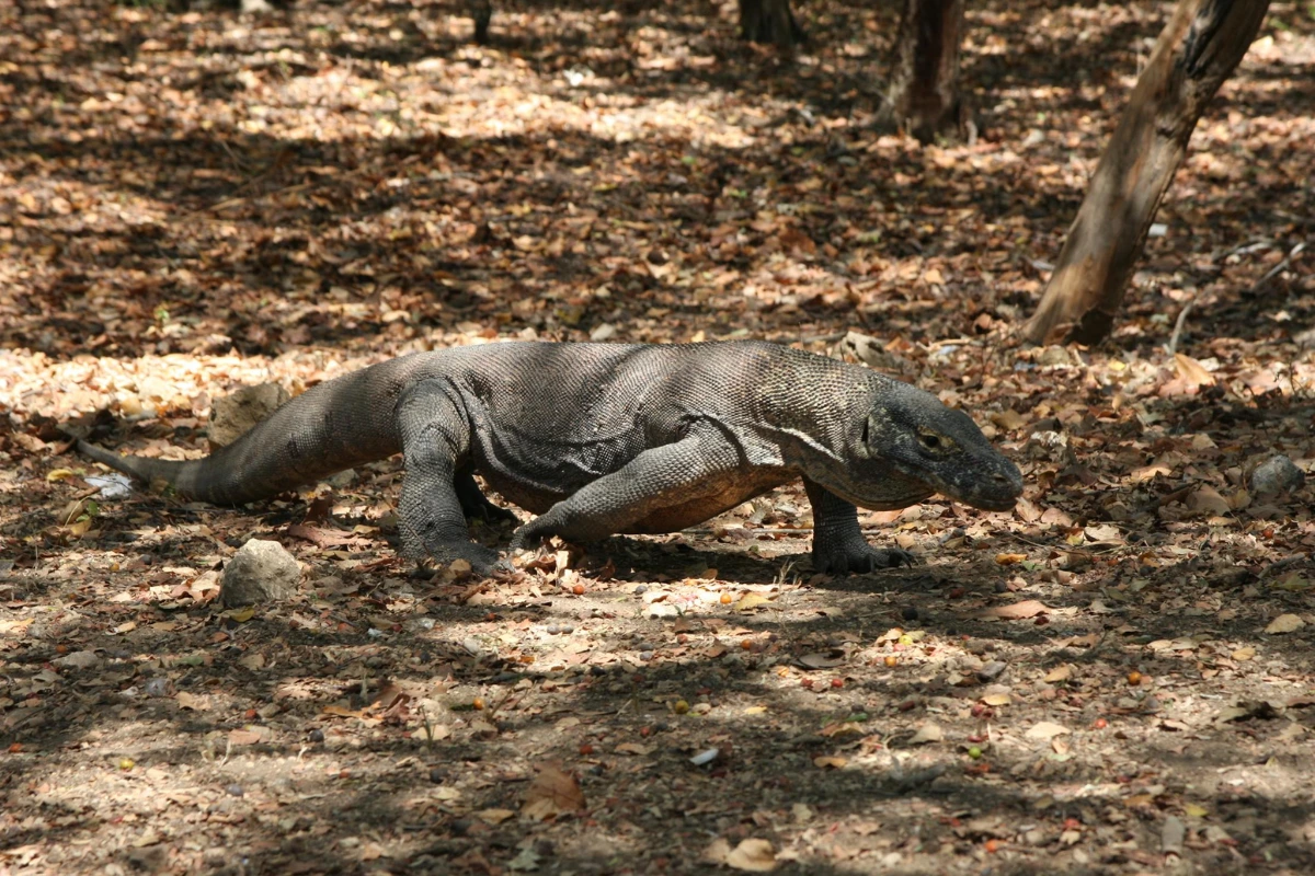 Komodo dragon facts