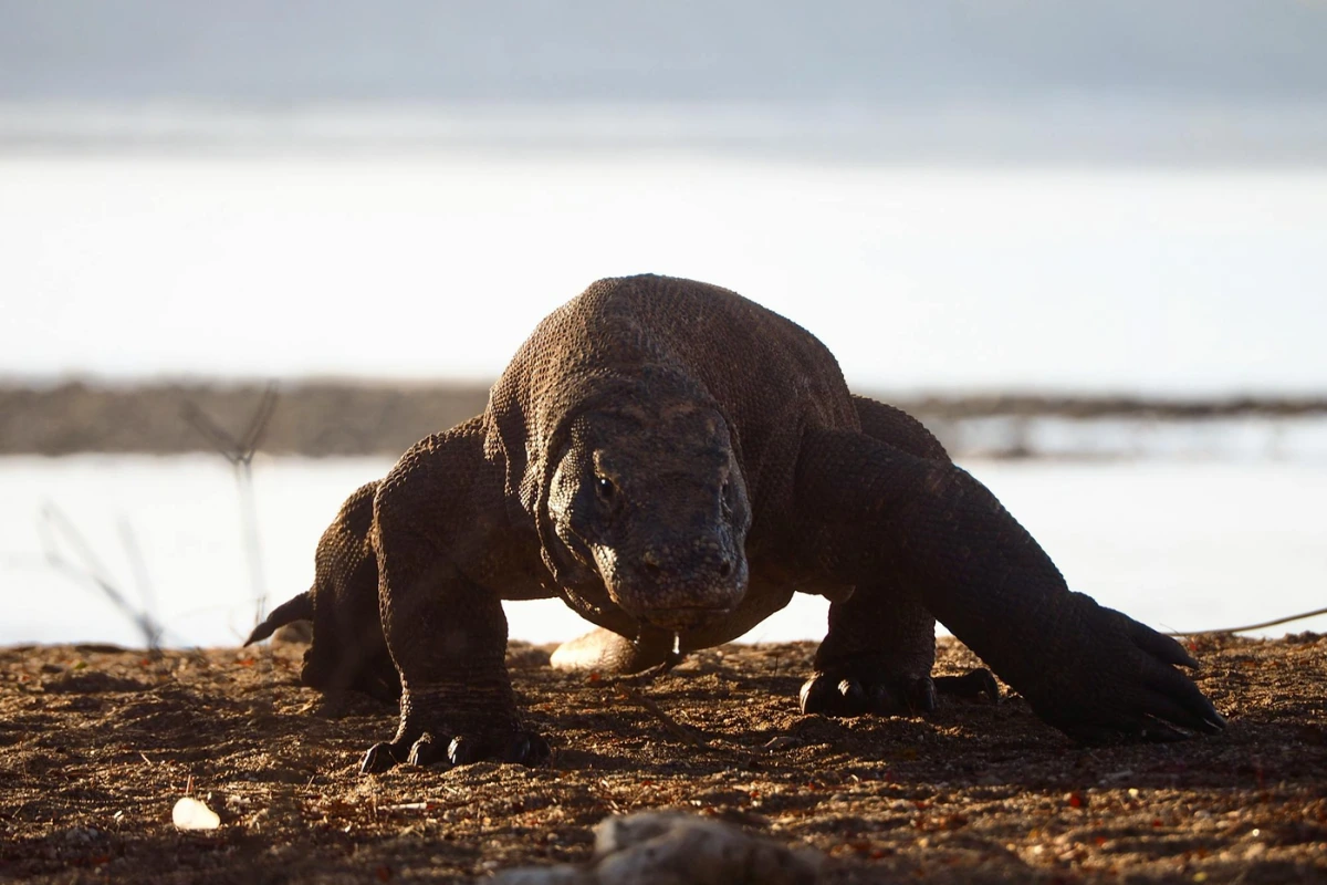 Komodo Island native animals