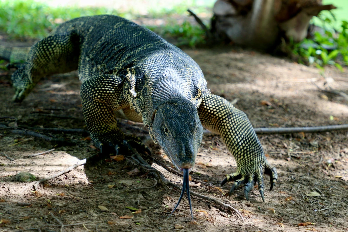 Komodo dragon cool facts