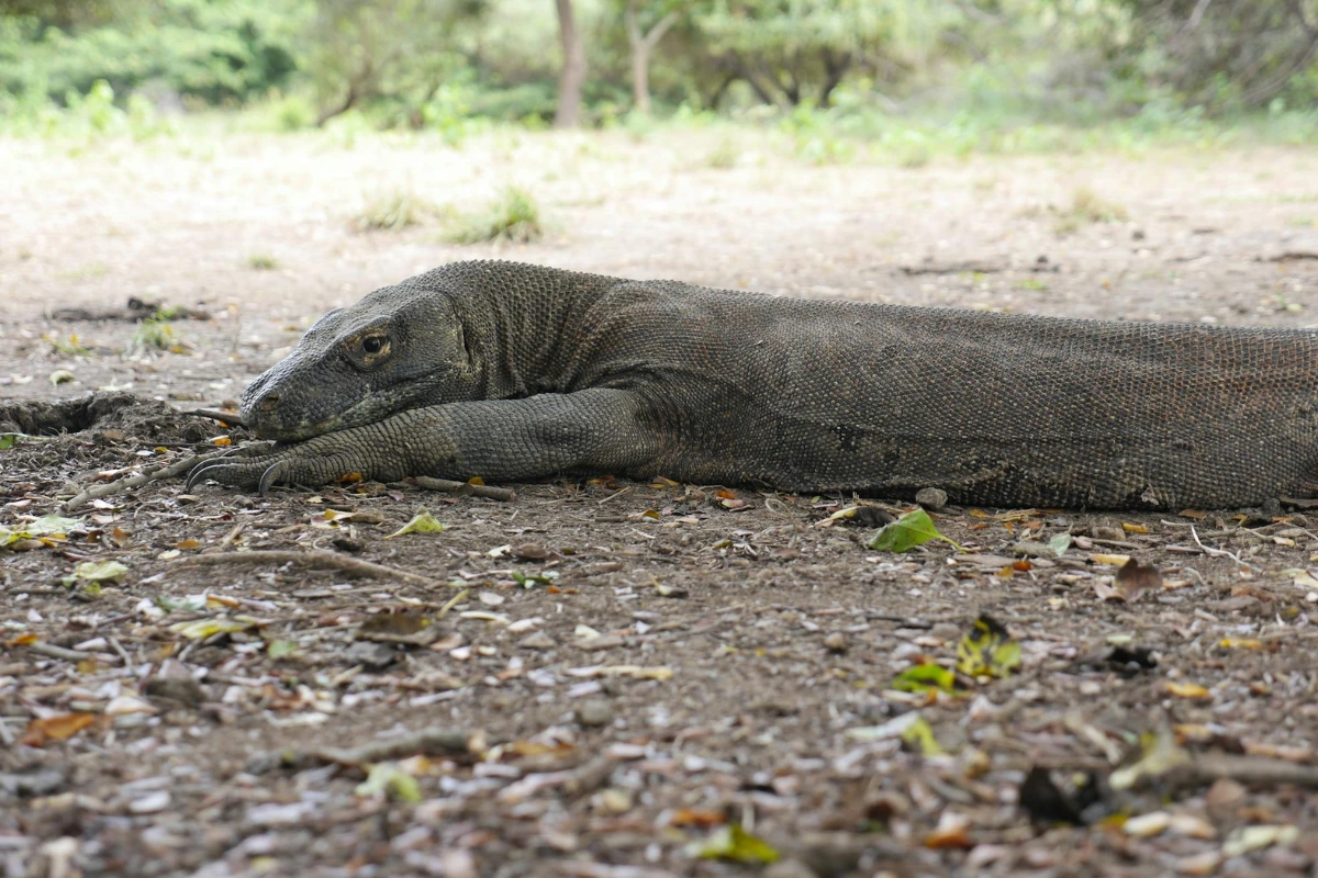 Komodo dragon interesting facts