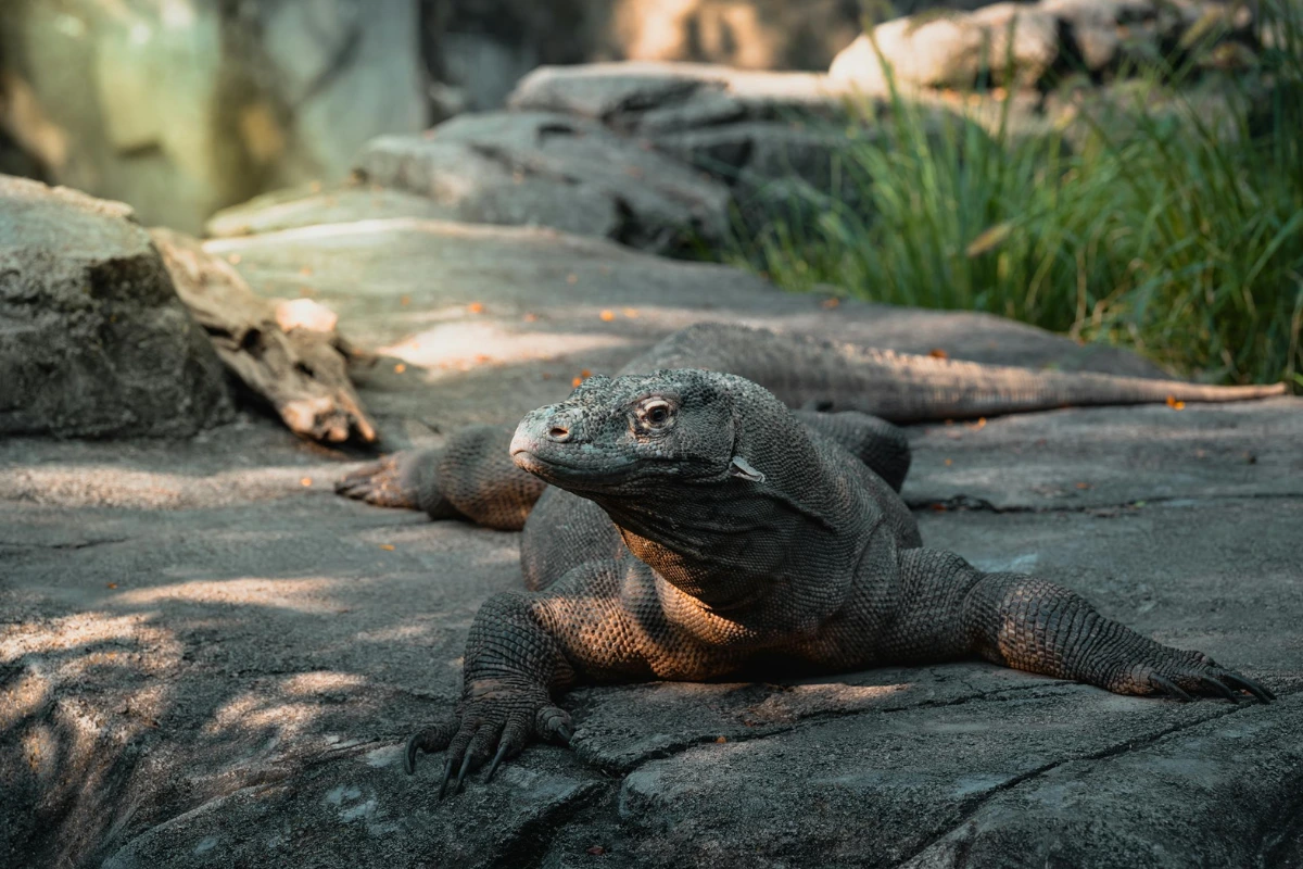 Komodo dragon safe tour