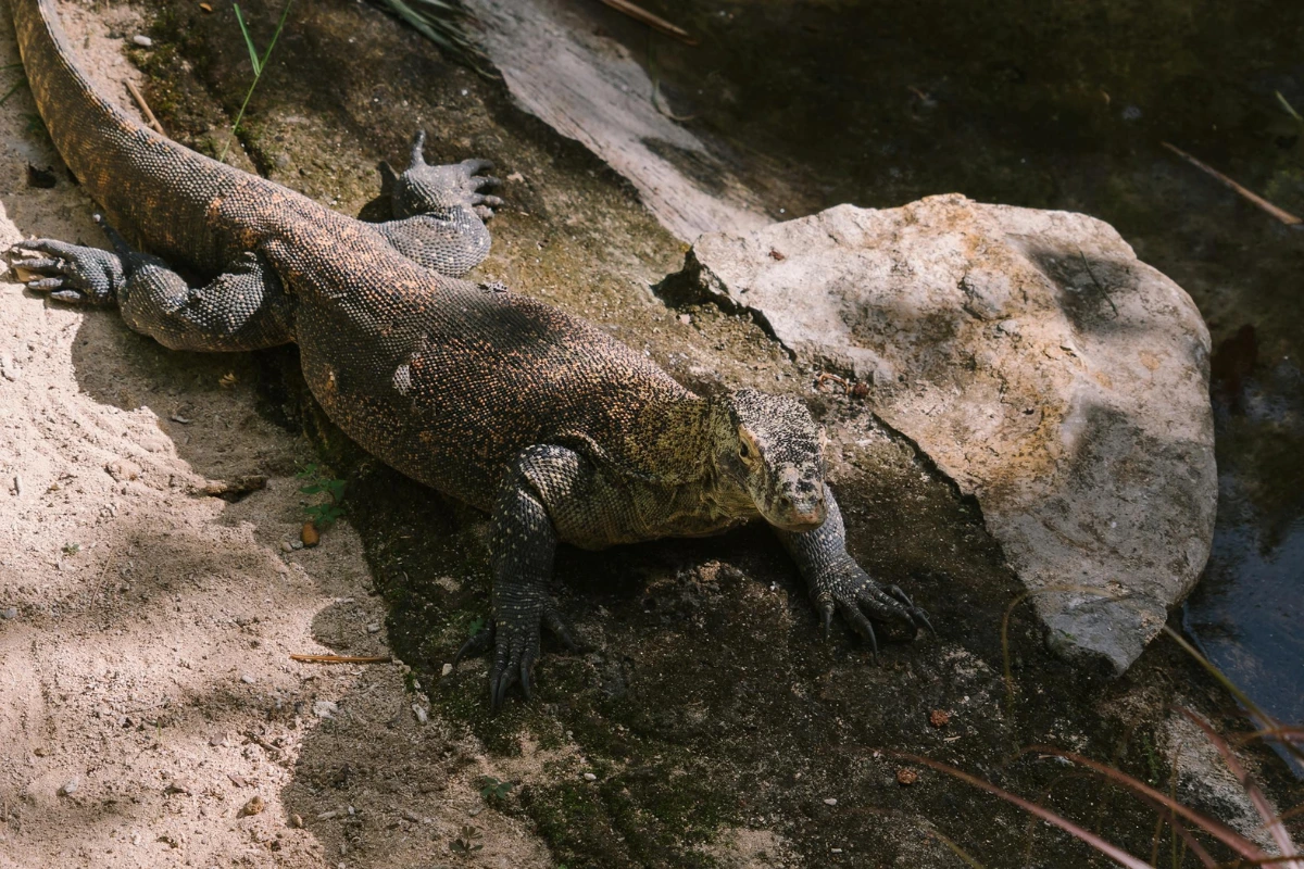 Komodo dragon interesting facts