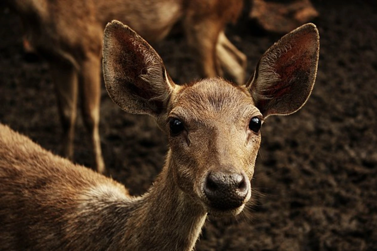 Komodo island animal Timor deer