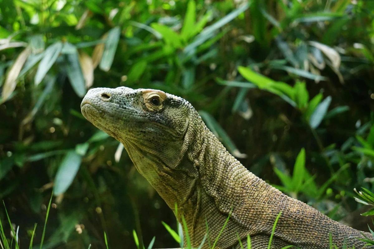 Komodo dragon shocking facts