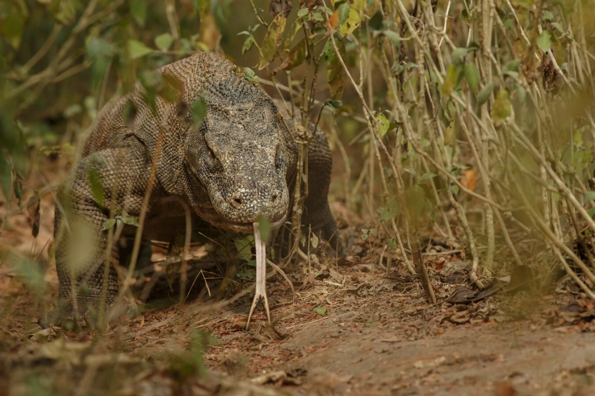 how dangerous Komodo dragons