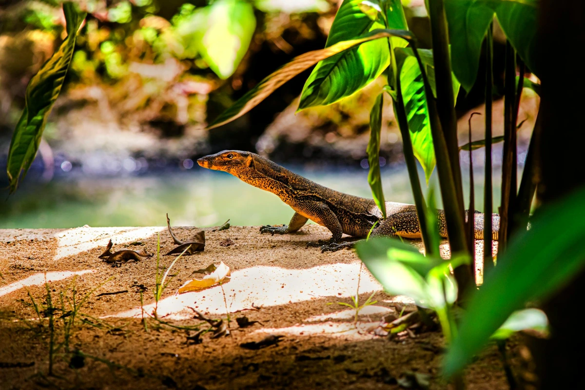 Komodo dragon fun facts