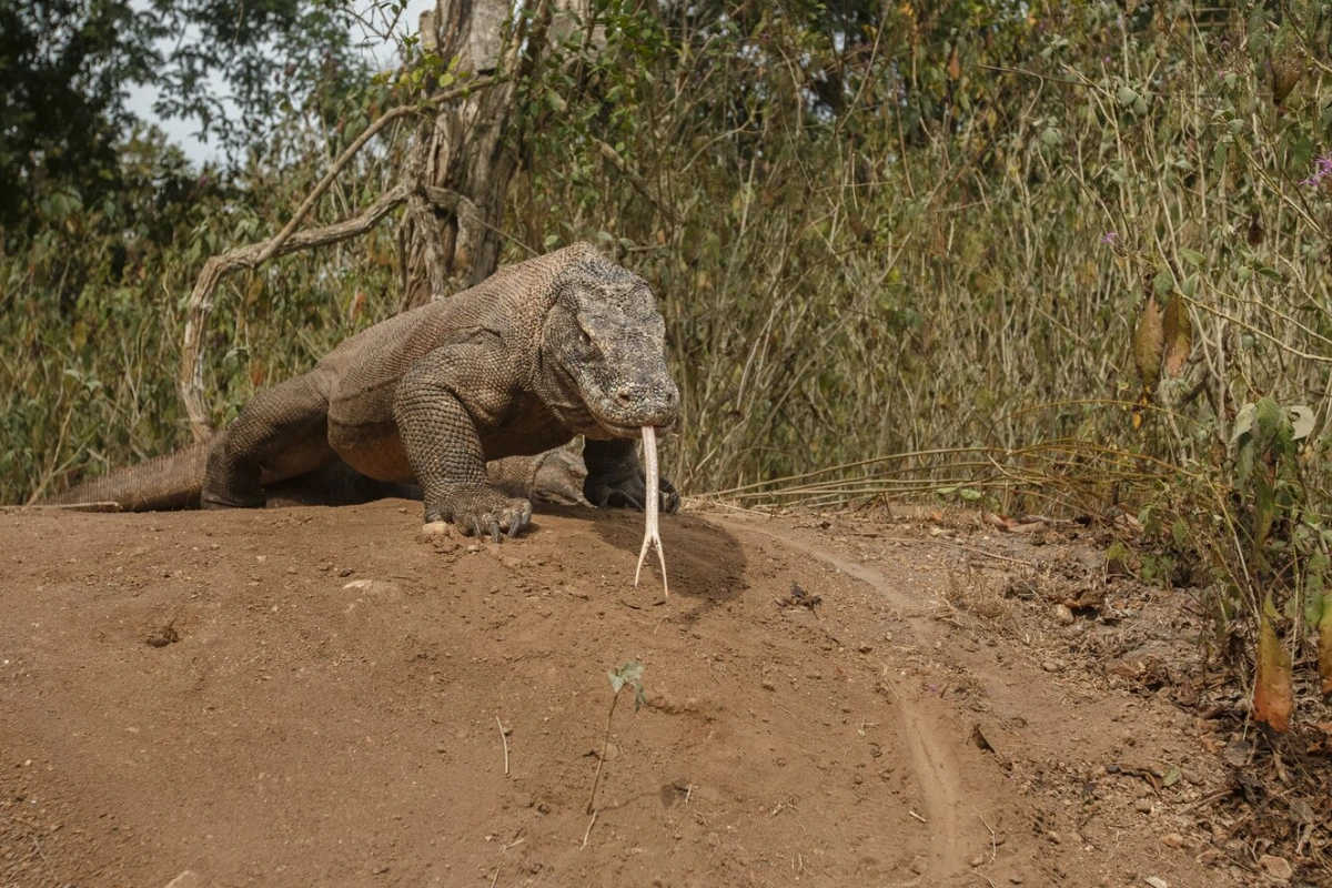 what Komodo dragons eat