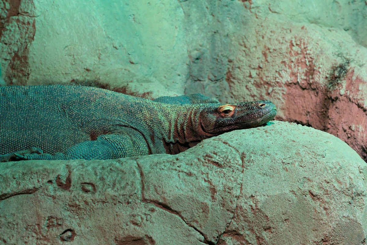 Komodo dragon fact you didn't know