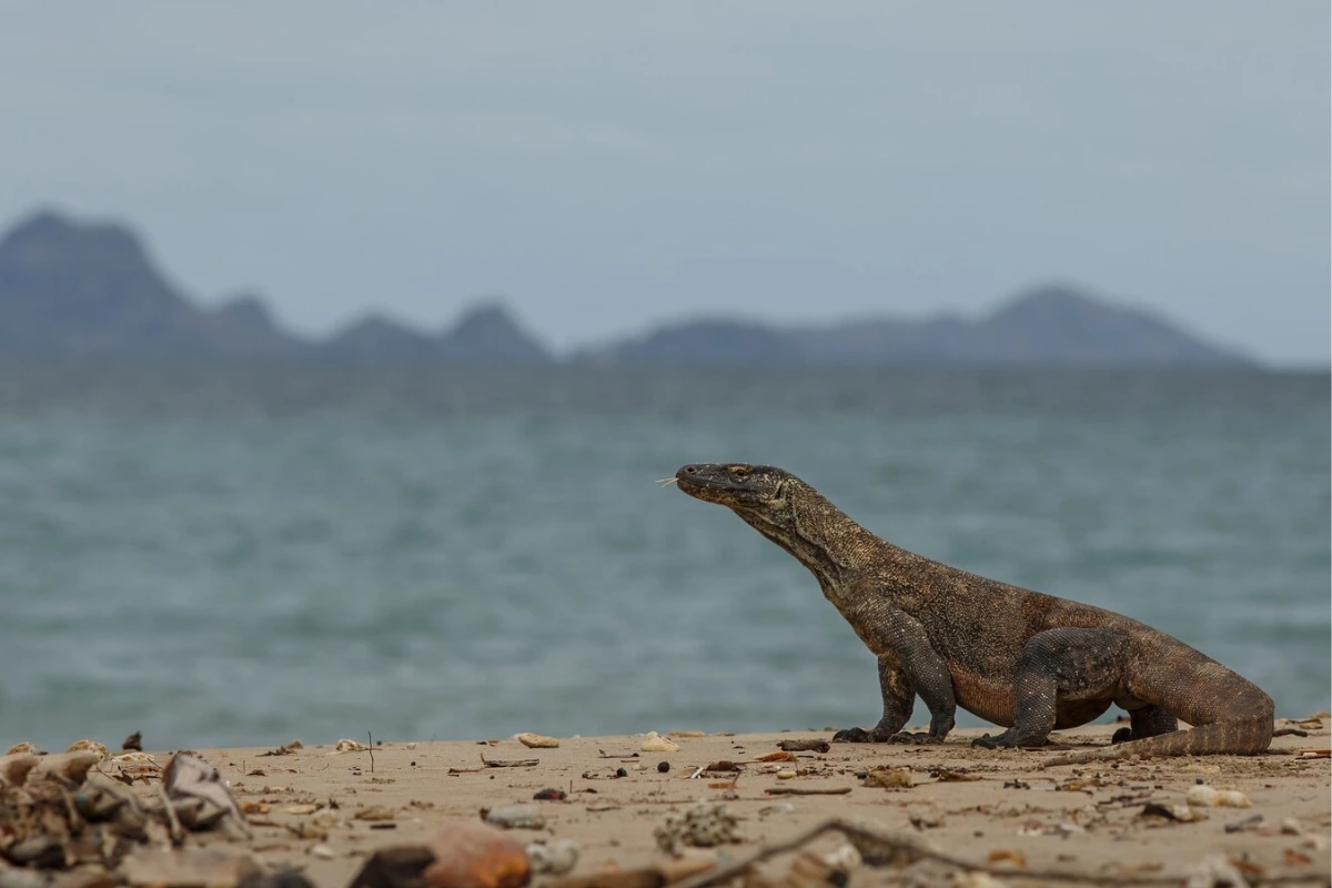 are Komodo dragons dangerous