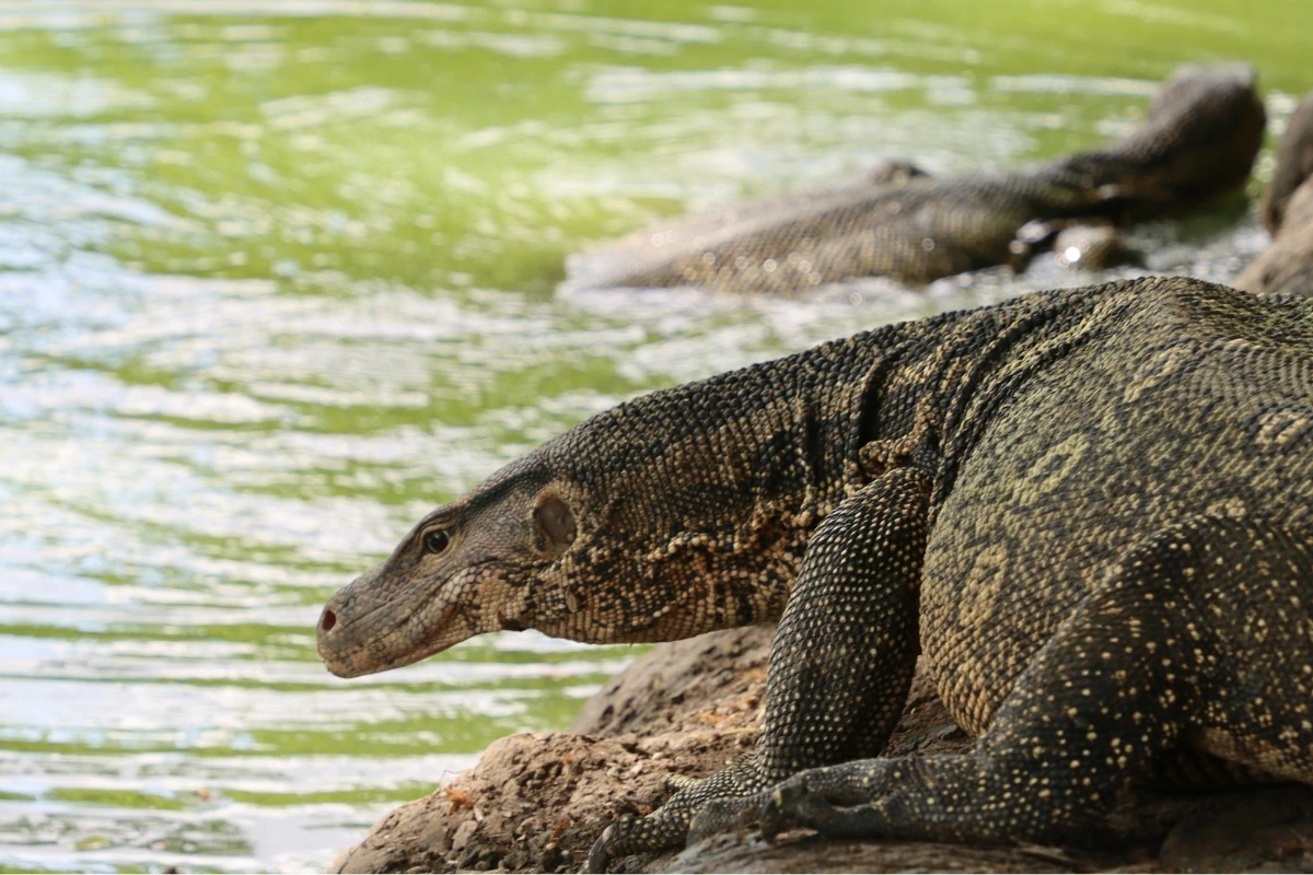 Komodo dragon cool facts