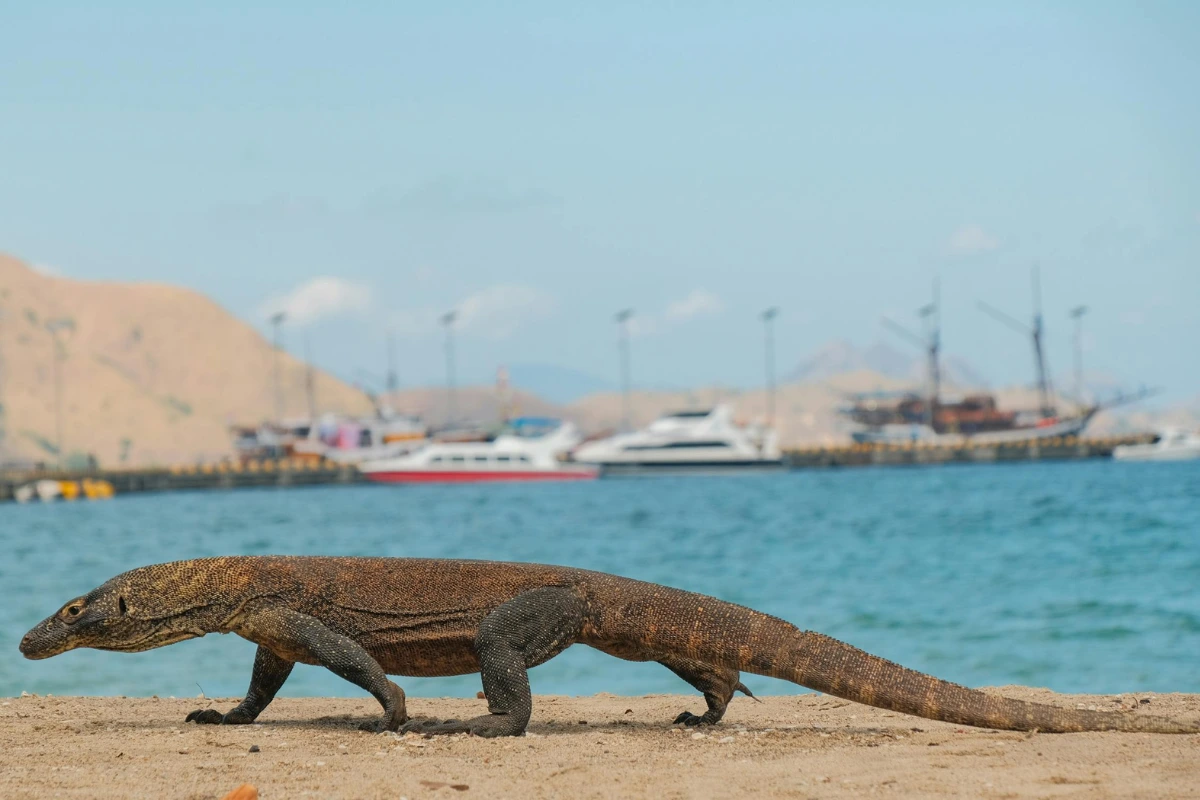 Komodo dragon surprising facts