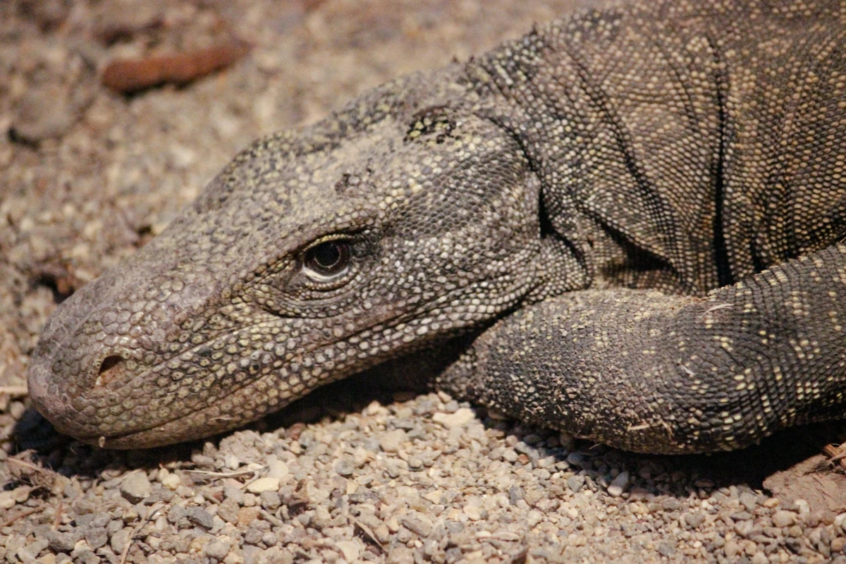 Behavior of Komodo dragons