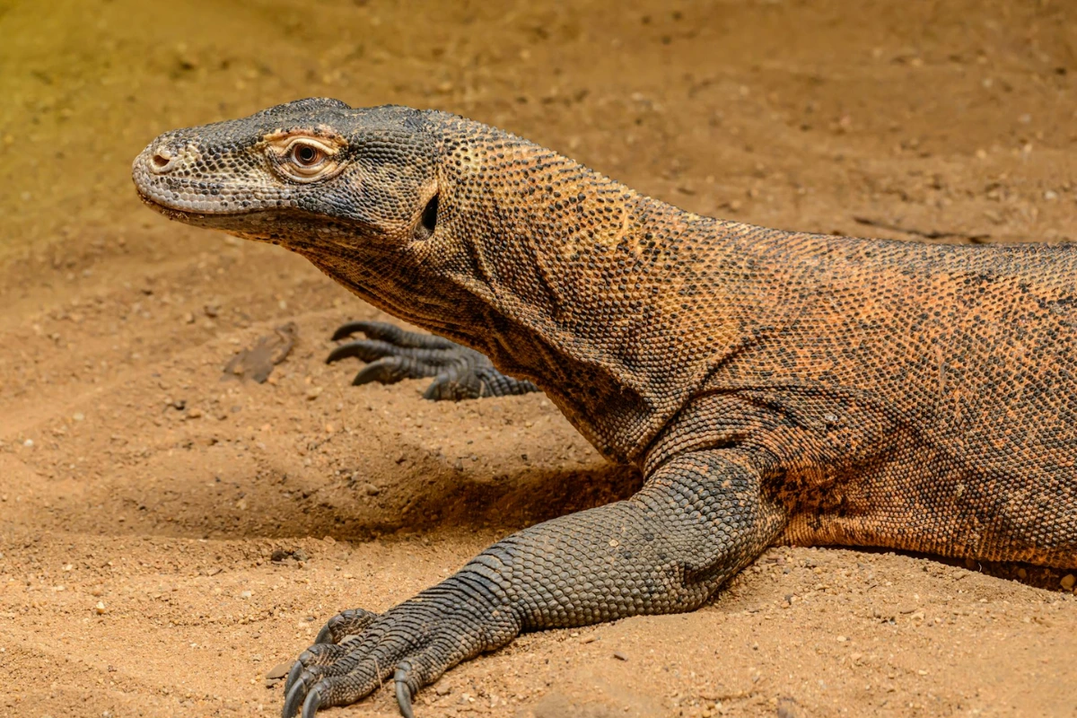 Komodo dragon interesting facts