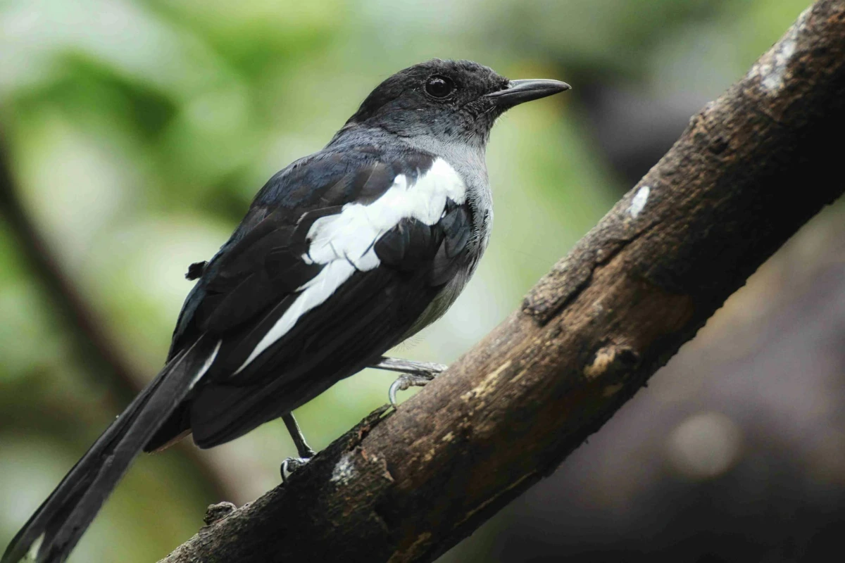 native birds