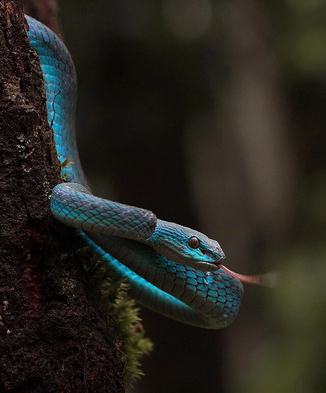 Blue Pit Viper