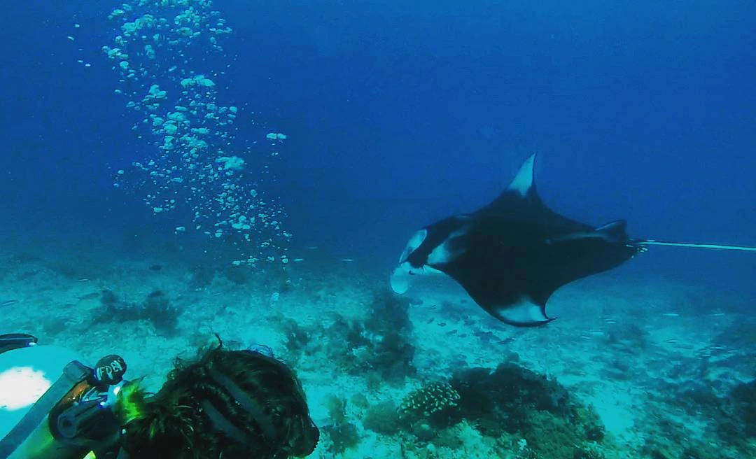 scuba dive on Komodo Island