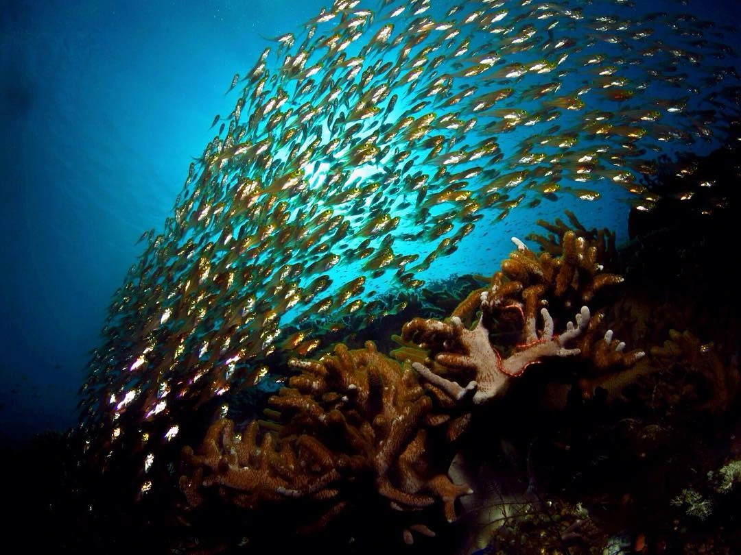 Komodo scuba season