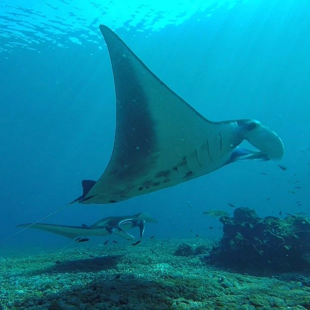 scuba diving site Labuan Bajo