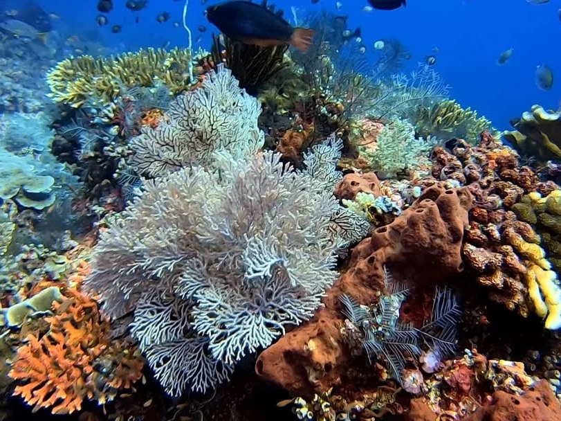 best diving sites on Komodo Island