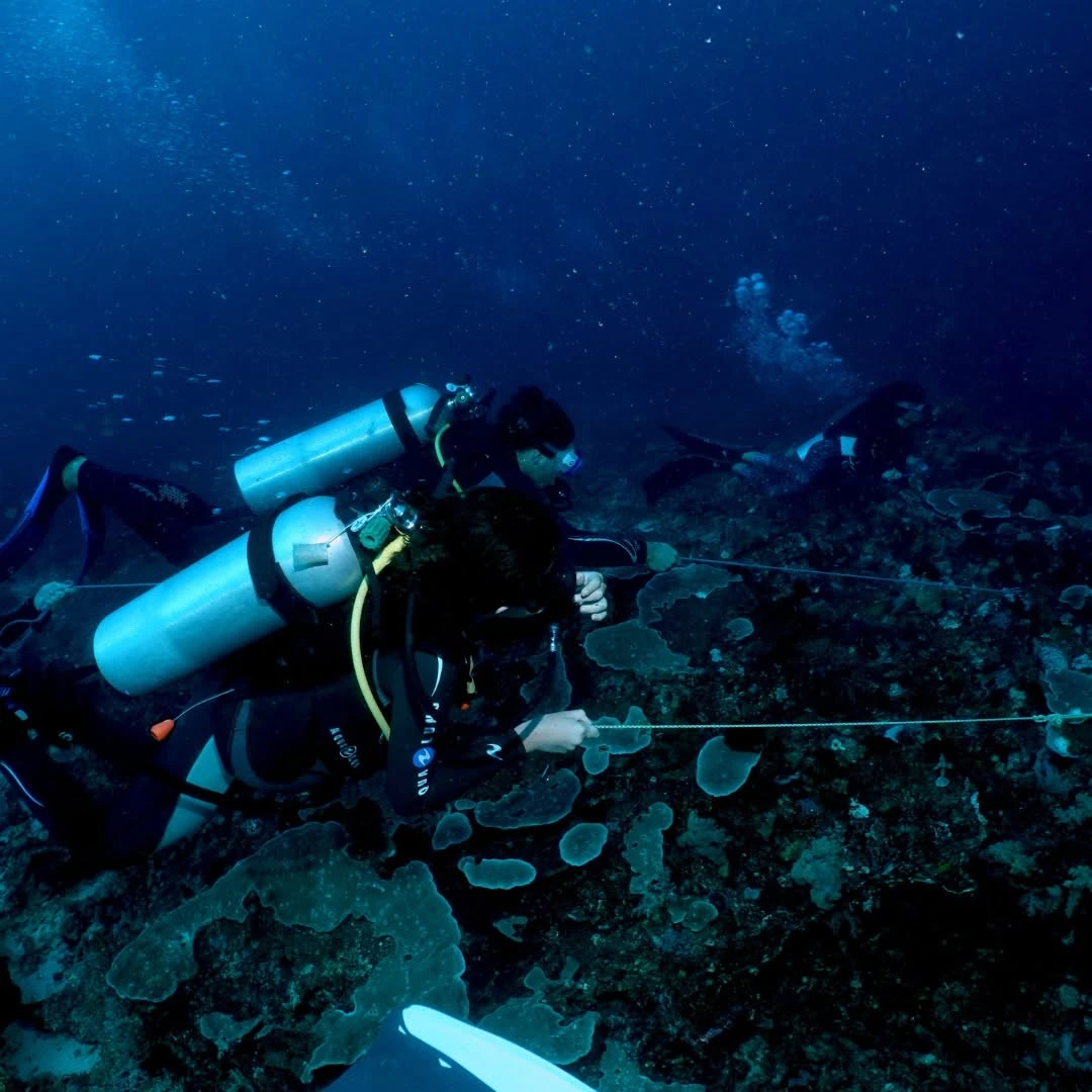 Komodo Island scuba diving sites