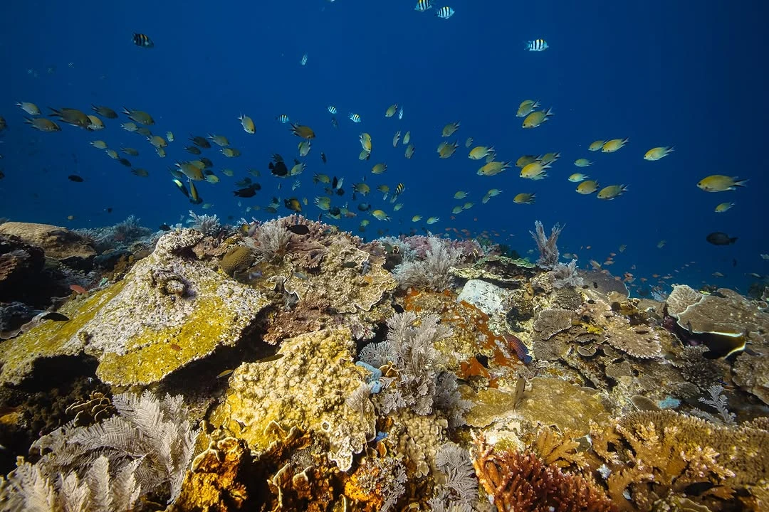 scuba dive on Komodo Island