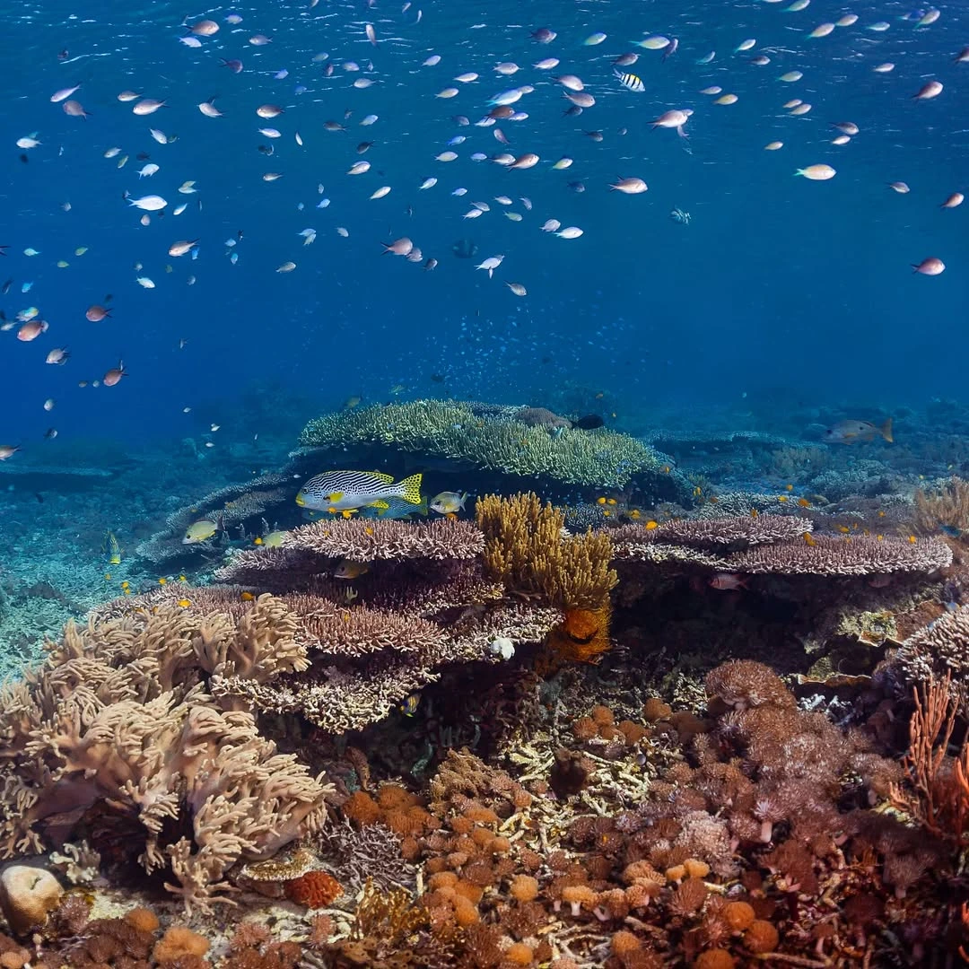 scuba diving in East Nusa Tenggara