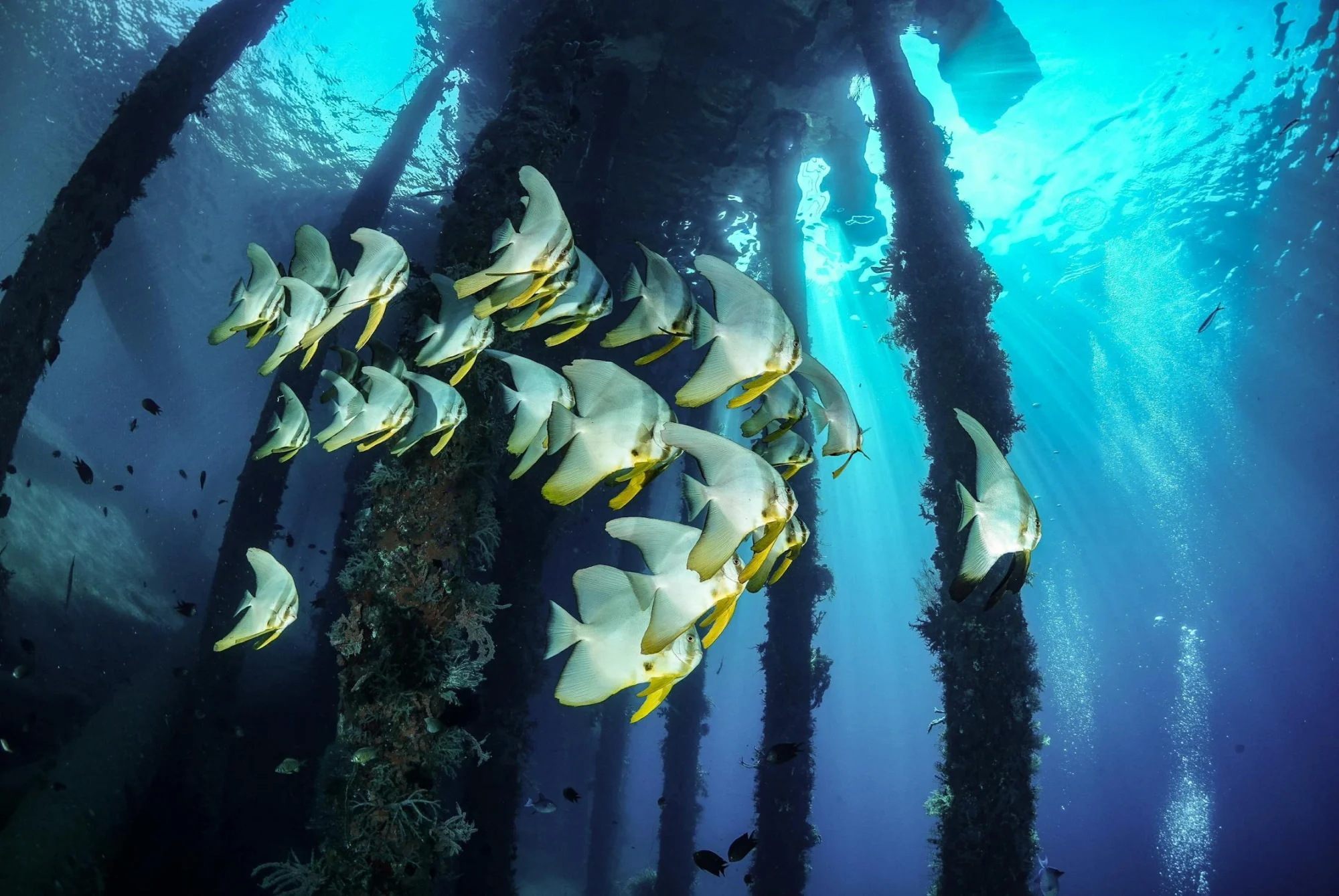 snorkeling experience in East Nusa Tenggara