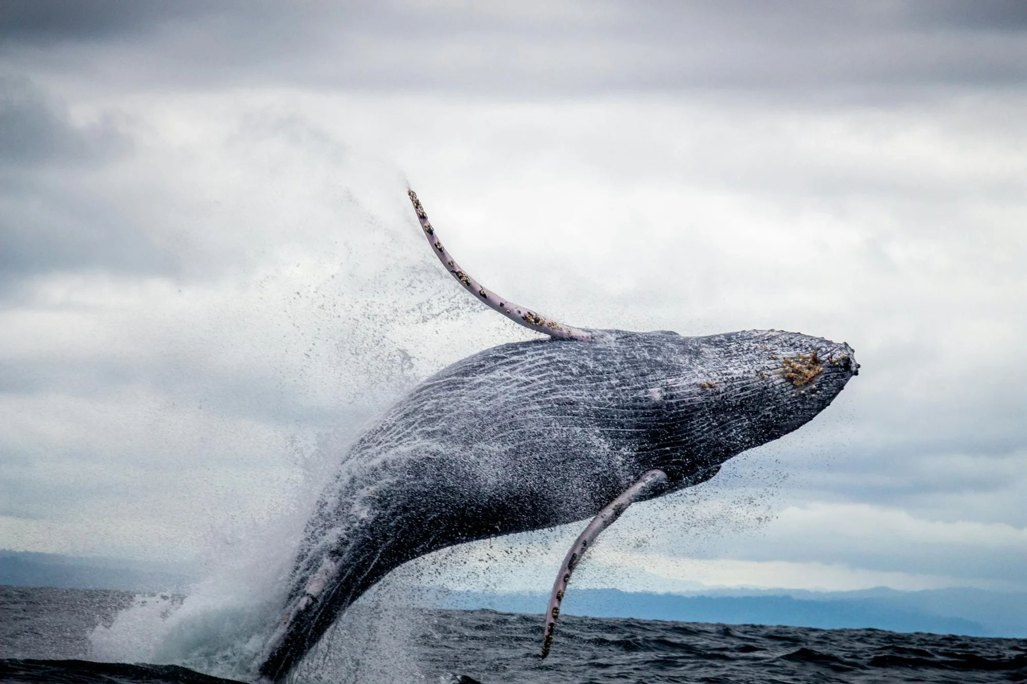 Whale watching in East Nusa Tenggara