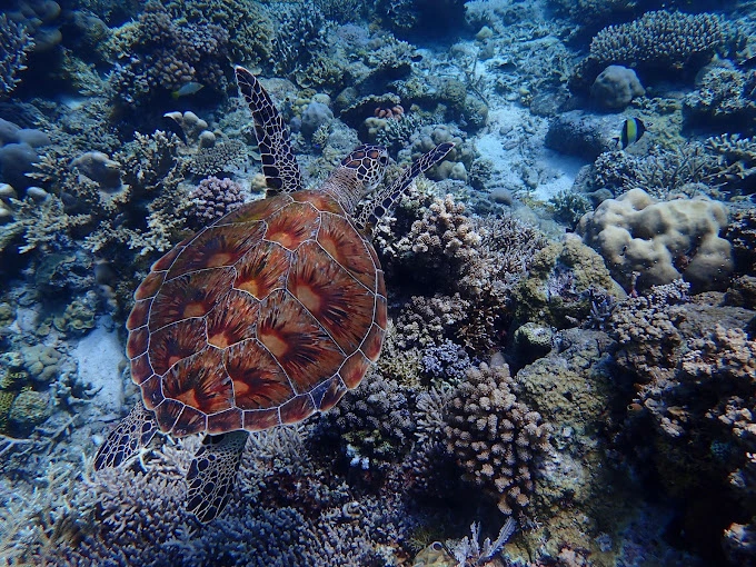 Komodo National Park
