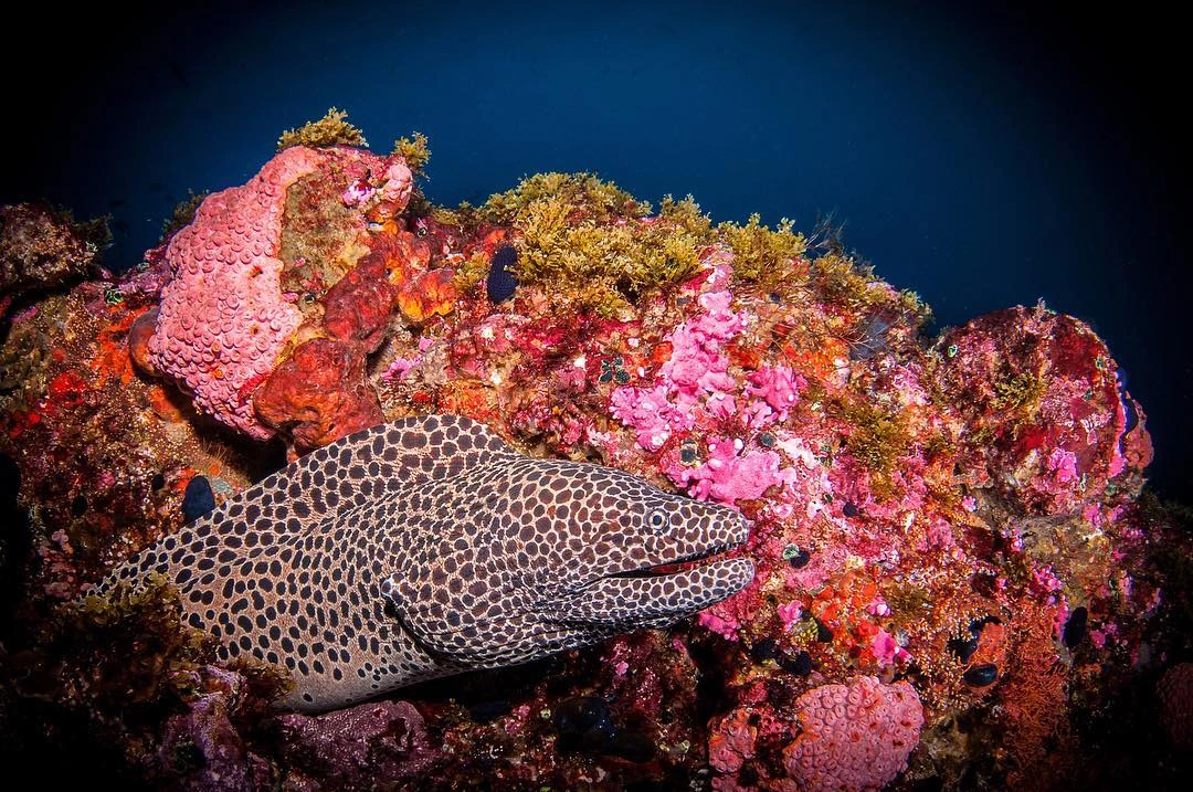 diving site on Alor Island