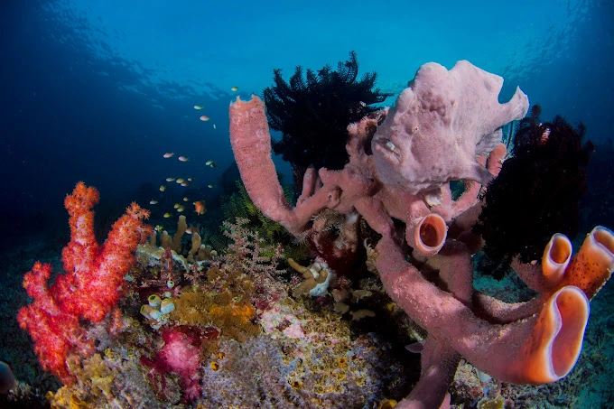 diving in Alor Island