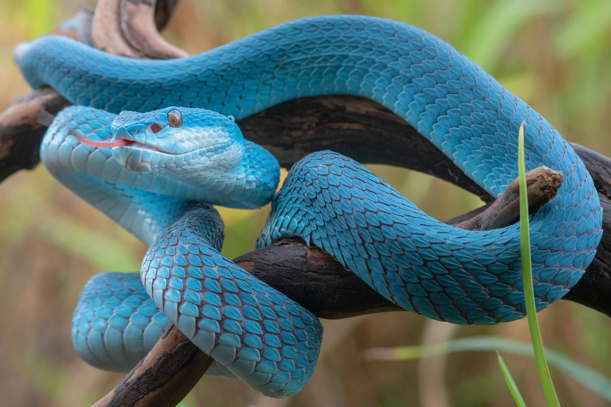 Komodo Island Viper